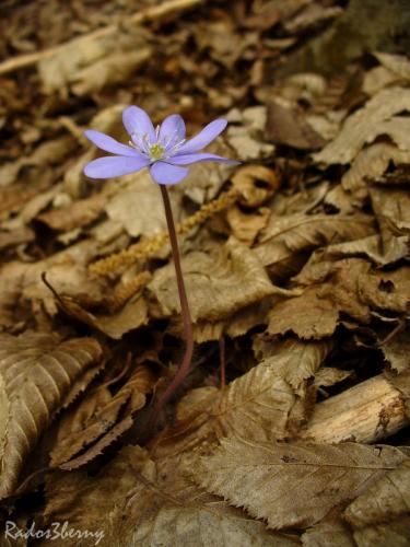 pečeňovník trojlaločný