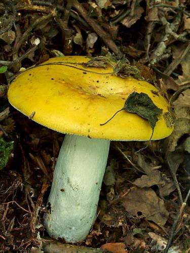 plávka chrómovožltá / holubinka chromová