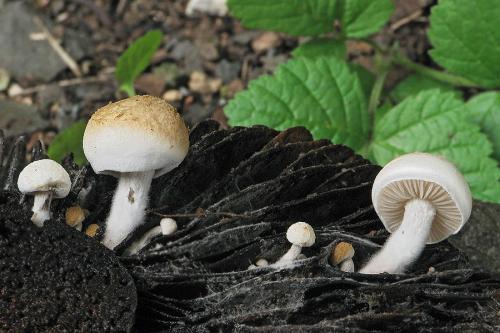 príživnica prášnicovitá / rovetka pýchavkovitá