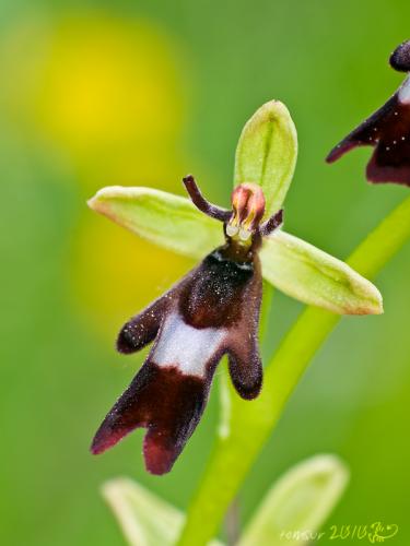 hmyzovník muchovitý