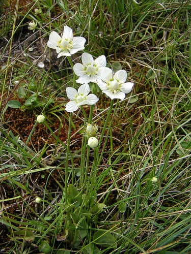 bielokvet močiarny