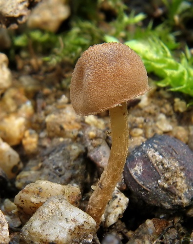 HUBY (bližšie neurčené)