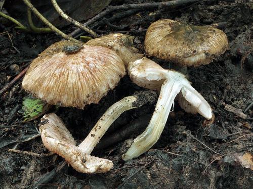 vláknica zelenkastohlúbiková