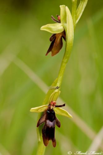 hmyzovník muchovitý