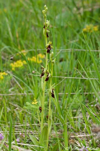 hmyzovník muchovitý