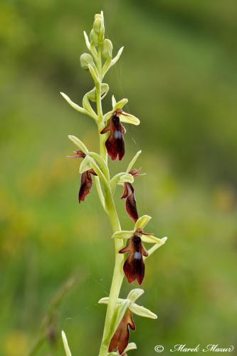 hmyzovník muchovitý