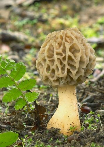 smrčok obyčajný / smrž jedlý