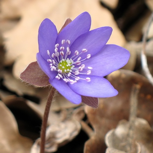 pečeňovník trojlaločný