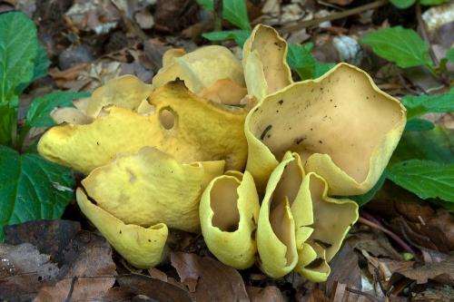 uško citrónovožlté / ouško citrónové