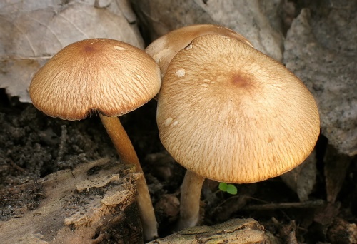 drobuľka (bližšie neurčená)