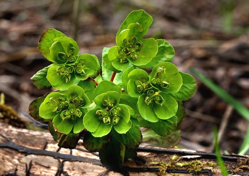 mliečnik kolovratcový