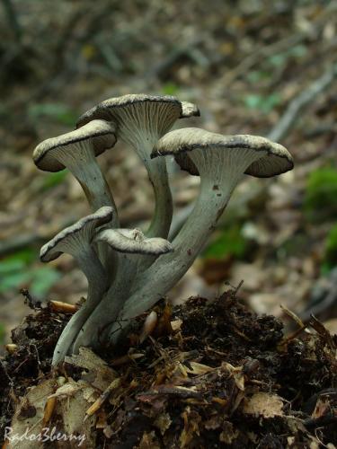 kuriatko sivé / liška šedá