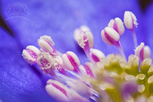 pečeňovník trojlaločný