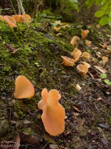 rôsolovec červený / rosolovec červený