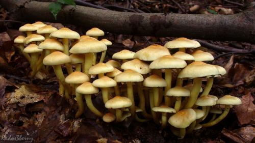 strapcovka zväzkovitá / třepenitka svazčitá