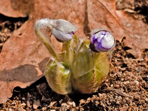 pečeňovník trojlaločný