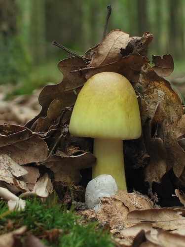 muchotrávka zelená / muchomůrka zelená