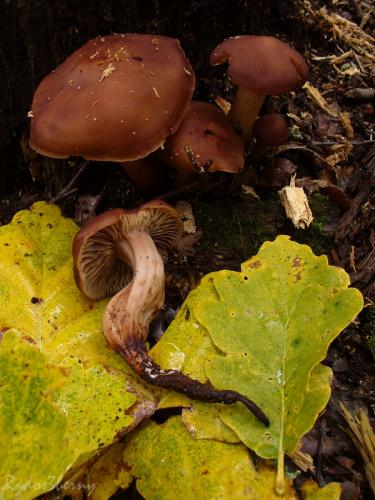 peniazovka vretenohlúbiková / penízovka vřetenonohá