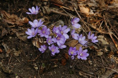 pečeňovník trojlaločný
