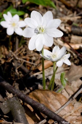 pečeňovník trojlaločný