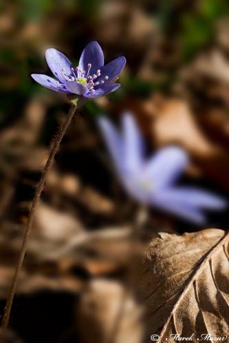 pečeňovník trojlaločný