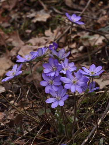 pečeňovník trojlaločný