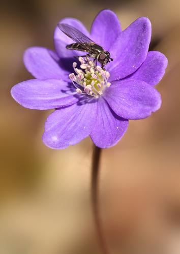 pečeňovník trojlaločný