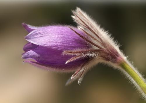 poniklec veľkokvetý