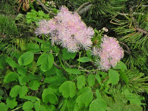 žltuška orlíčkolistá