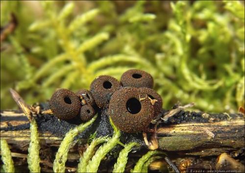 pakorienkovka čierna / ohnivec černý