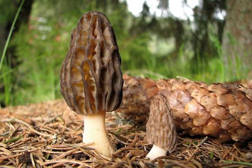 smrčok kužeľovitý / smrž kuželovitý