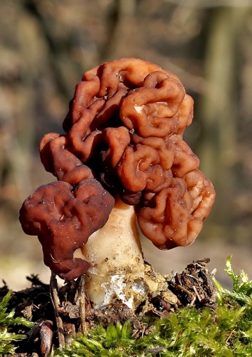 ušiak obyčajný / ucháč obecný