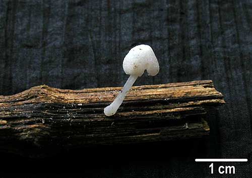 Štítovka hľúzkatá