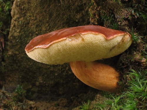 suchohríb hnedý / hřib hnědý