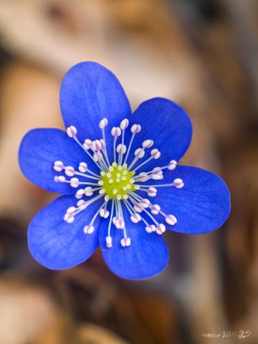 pečeňovník trojlaločný