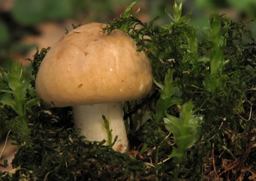 čírovnica májová / čirůvka májovka
