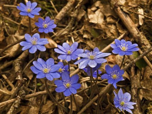 pečeňovník trojlaločný