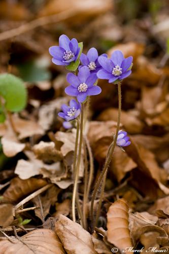 pečeňovník trojlaločný
