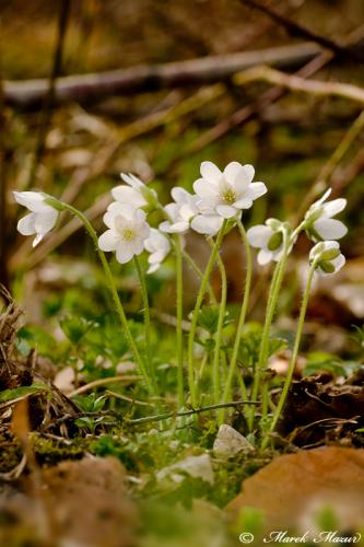 pečeňovník trojlaločný