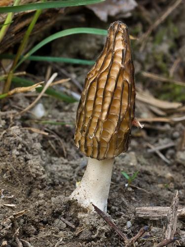 smrčok kužeľovitý / smrž kuželovitý