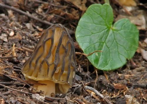 smrčok hybridný / smrž polovolný