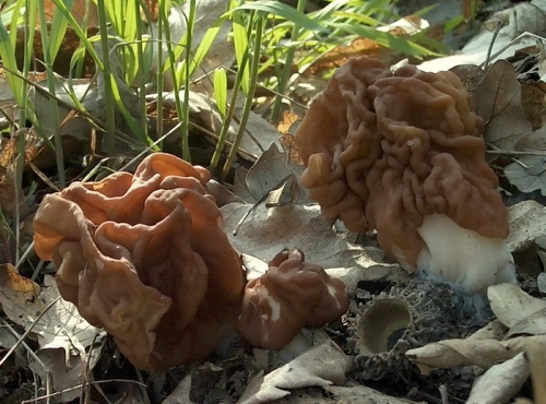 ušiak obrovský / ucháč obrovský