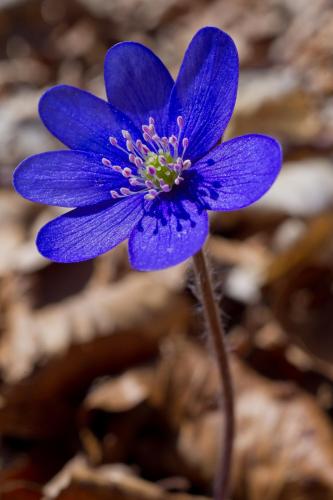 pečeňovník trojlaločný