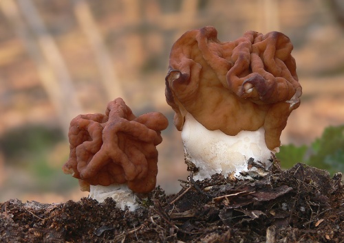 ušiak obrovský / ucháč obrovský