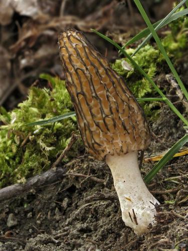 smrčok kužeľovitý / smrž kuželovitý