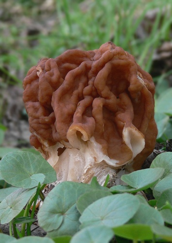 ušiak obrovský / ucháč obrovský