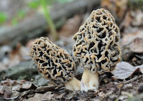 smrčok obyčajný / smrž jedlý