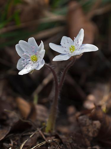 pečeňovník trojlaločný