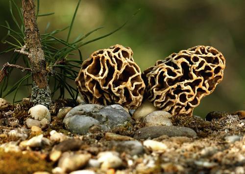 smrčok obyčajný / smrž jedlý