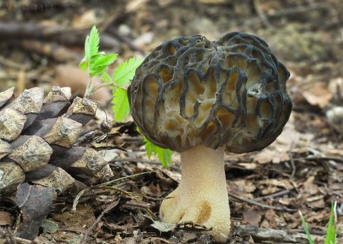 smrčok kužeľovitý / smrž kuželovitý